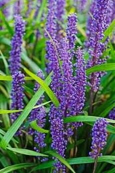 Big Blue Lilyturf (Liriope)