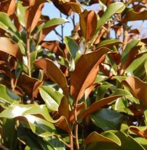 Brackens Brown Beauty Magnolia