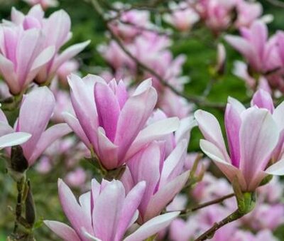 Heaven Scent Magnolia
