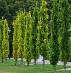 Green Pillar Oak