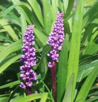 Purple Explosion Lilyturf