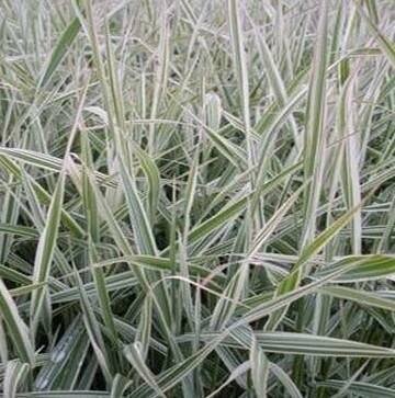 Dwarf Garters Canary Reed Grass