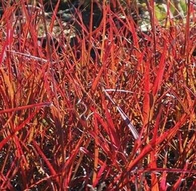 Holy Smoke Big Bluestem (Andropogon)