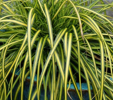 Eversheen Japanese Grass