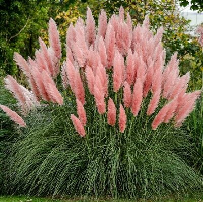 Pink Pampas Grass