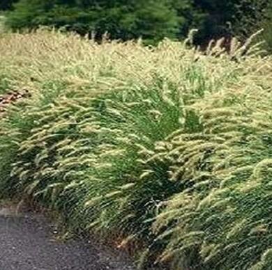 Dwarf Hardy (Hameln) Fountain Grass