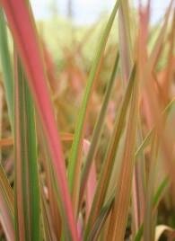 Rainbow Queen New Zealand Flax