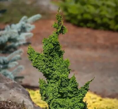 Gemstone Hinoki Cypress Tree