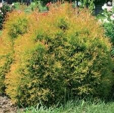 Fire Chief Arborvitae Cedar