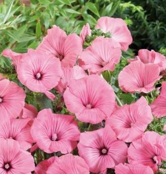 Lavatera (Tree Mallow)