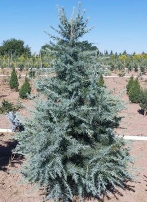 Electra Blue Dwarf Deodora