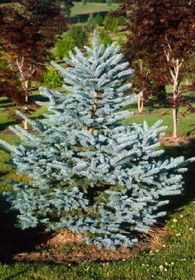 Baby Blue Spruce