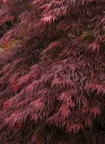 Ever Red Japanese Maple