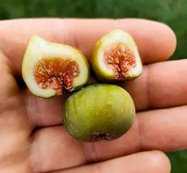 Little Ruby Dwarf Edible Fig Tree