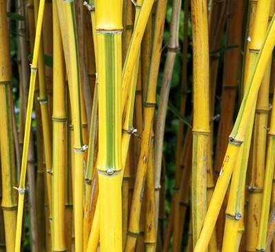 Yellow Grove Bamboo