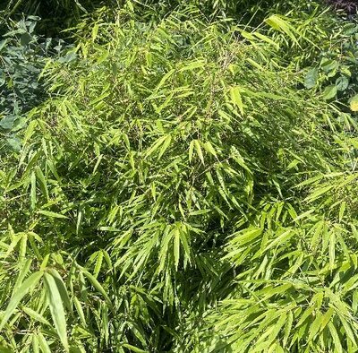 Dragon's Head Clumping Bamboo