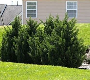 Green Rocket Leyland Cypress