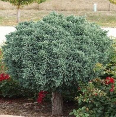 Blue Star Juniper Tree