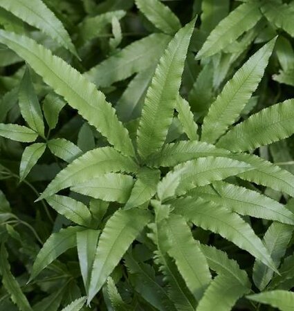 Velociraptor Jurassic Fern