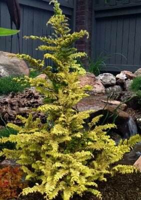 Fernspray Gold Cypress