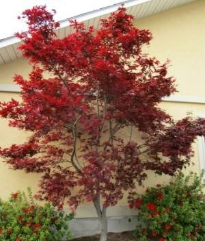 Wolf Japanese Maple