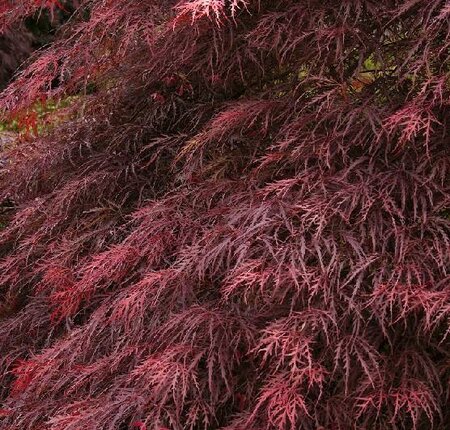 Red Dragon Japanese Maple