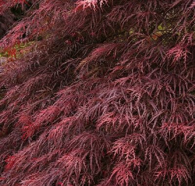 Red Dragon Japanese Maple