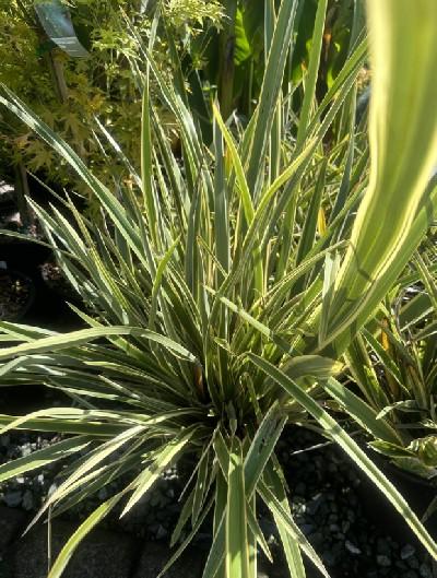 Duet New Zealand Flax