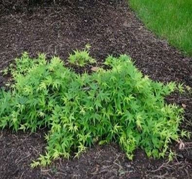 Ryu Sei Japanese Maple