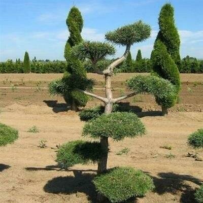 Topiary Scotch Pine
