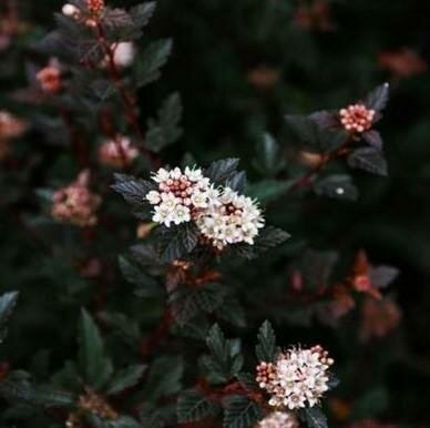 Calico Kitty Ninebark