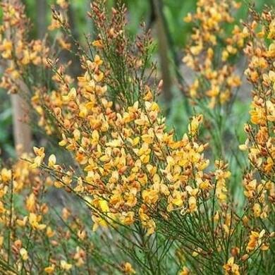 Apricot Gem Broom