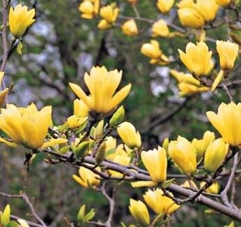 Butterflies Magnolia