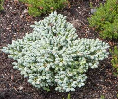 Kohout's Icebreaker Standard True Fir