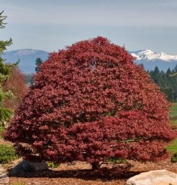 Rhode Island Red Japanese Maple