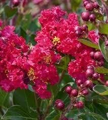 Petite Red Crape Myrtle