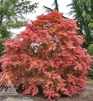 Shindeshojo Japanese Maple