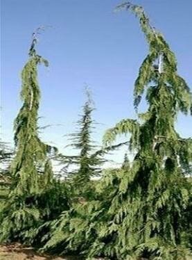 Jubilee Nootka Cypress (Alaskan Cedar)