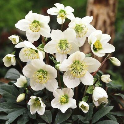 Christmas Rose (Helleborus)