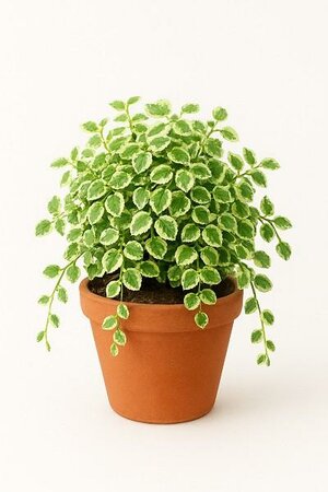 Variegated Creeping Fig