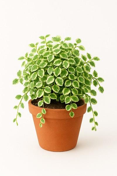 Variegated Creeping Fig