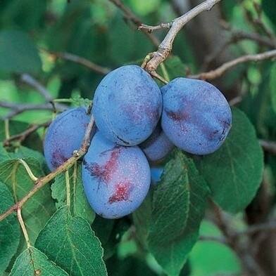 Italian Prune Plum Tree