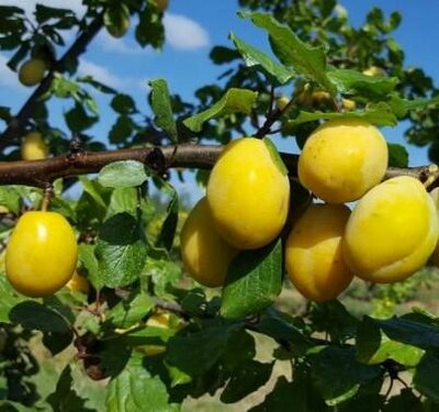 Yellow Egg European Plum Tree