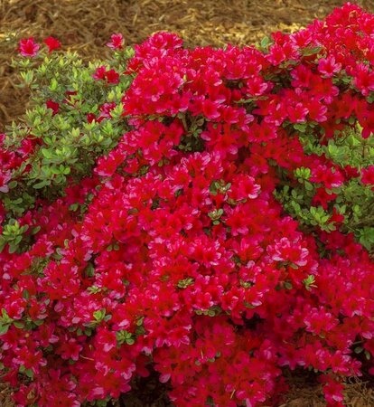 Hino Crimson Azalea