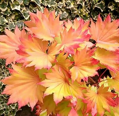 Autumn Moon Full Moon Maple