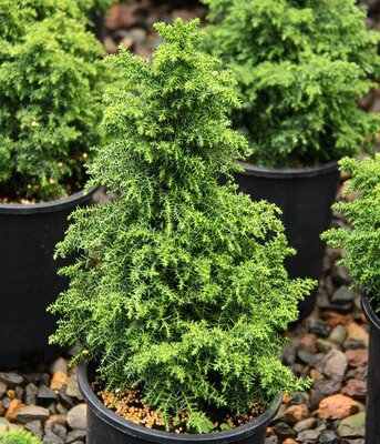 Tansu Dwarf Japanese Cedar - image 1