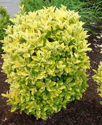 Golden Euonymous