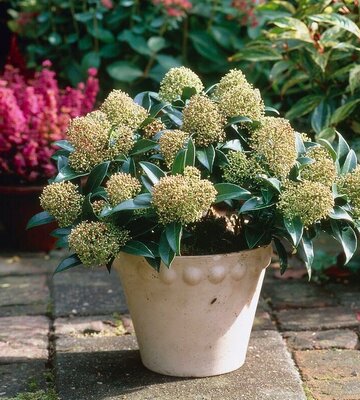 Marlot Male Skimmia