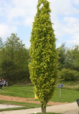 Golden Dawyck Beech