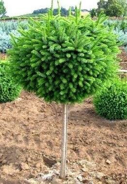 Tree Form Dwarf Serbian Spruce